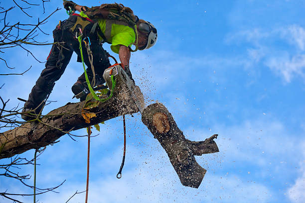 Best Root Management and Removal  in Messiah College, PA